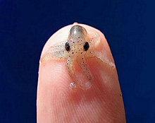 animal_babies_13.jpg