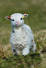 animal_babies_14.jpg