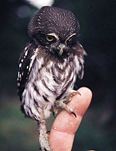 animal_babies_15.jpg