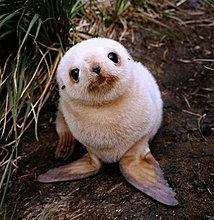 animal_babies_16.jpg
