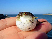 animal_babies_17.jpg