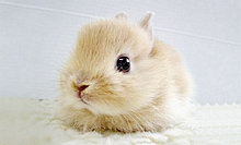 animal_babies_18.jpg