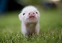 animal_babies_19.jpg