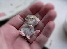 animal_babies_20.jpg