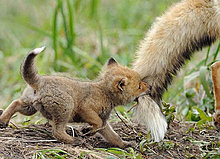 animal_babies_21.jpg