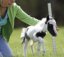 animal_babies_22.jpg