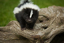 animal_babies_23.jpg