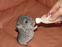 animal_babies_24.jpg