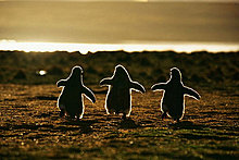 animal_babies_26.jpg