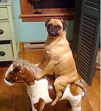 ride.jpg