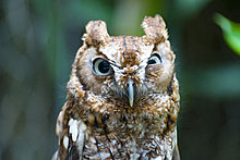funny_pets_01.jpg