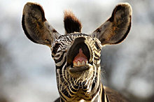 funny_pets_03.jpg