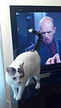 funny_pets_04.jpg