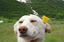 funny_pets_05.jpg