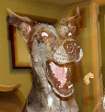 funny_pets_06.jpg