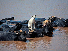 funny_pets_07.jpg