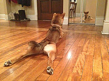 funny_pets_08.jpg