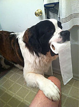 funny_pets_09.jpg