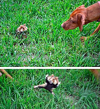 funny_pets_10.jpg