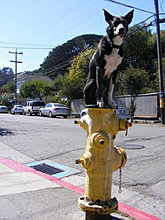 funny_pets_12.jpg