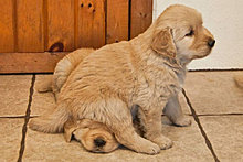 funny_pets_13.jpg