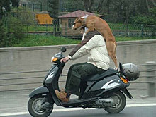 funny_pets_14.jpg