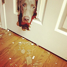 funny_pets_15.jpg