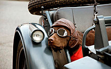 funny_pets_17.jpg