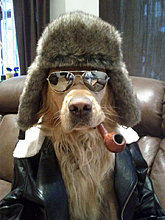 funny_pets_18.jpg
