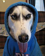 funny_pets_19.jpg