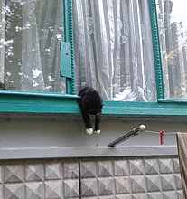 funny_pets_20.jpg