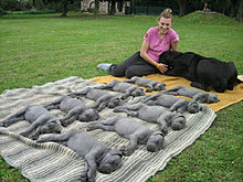 funny_pets_21.jpg