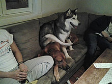 funny_pets_22.jpg