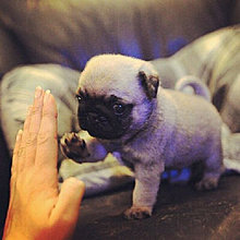 funny_pets_23.jpg