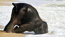 funny_pets_24.jpg