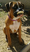 funny_pets_26.jpg