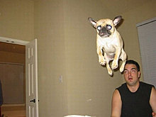 funny_pets_27.jpg