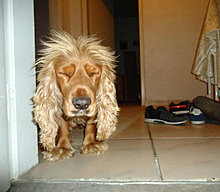 funny_pets_28.jpg