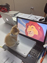 funny_pets_29.jpg