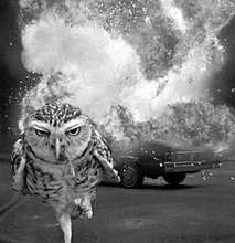 funny_pets_32.jpg