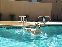 funny_pets_33.jpg