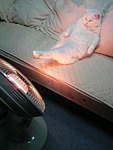 funny_pets_34.jpg