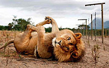 funny_pets_35.jpg