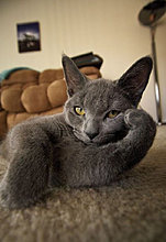 funny_pets_36.jpg