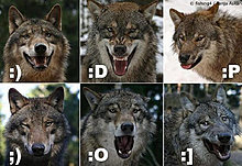 funny_pets_37.jpg