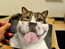 funny_pets_38.jpg