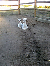 funny_pets_39.jpg