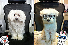 funny_pets_40.jpg