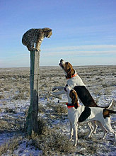 funny_pets_41.jpg