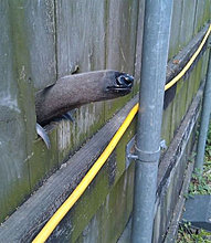 funny_pets_42.jpg
